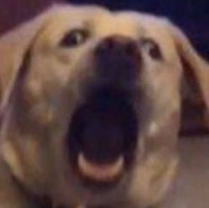 Meet your Posher, Jackson